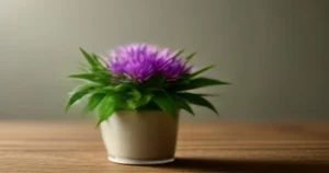 Milk Thistle: 7 Benefits for Liver, Detoxification and Health Milk Thistle: 7 Benefits for Liver, Detoxification and Health